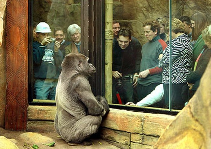 Should zoos be banned article