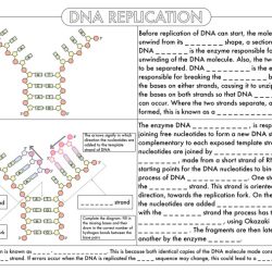 Protein synthesis rna dna practice web answer section choice multiple