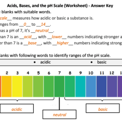 Acids bases and the ph scale worksheet answers